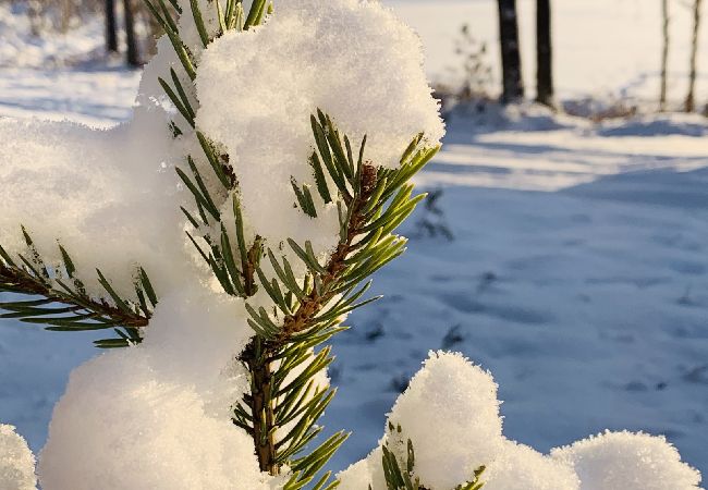 Stuga i Nattavaaraby - I vildmarken nära sjö och vacker natur (utan el, vatten, badrum) Stuga i Nattavaaraby - I vildmarken nära sjö och vacker natur (utan el, vatten, badrum)