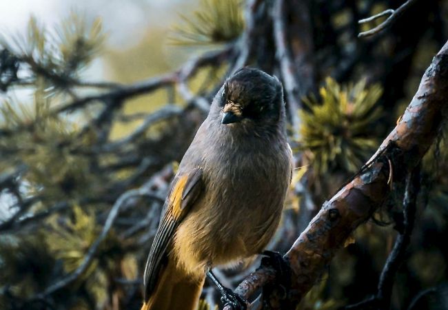 Stuga i Nattavaaraby - I vildmarken nära sjö och vacker natur (utan el, vatten, badrum)