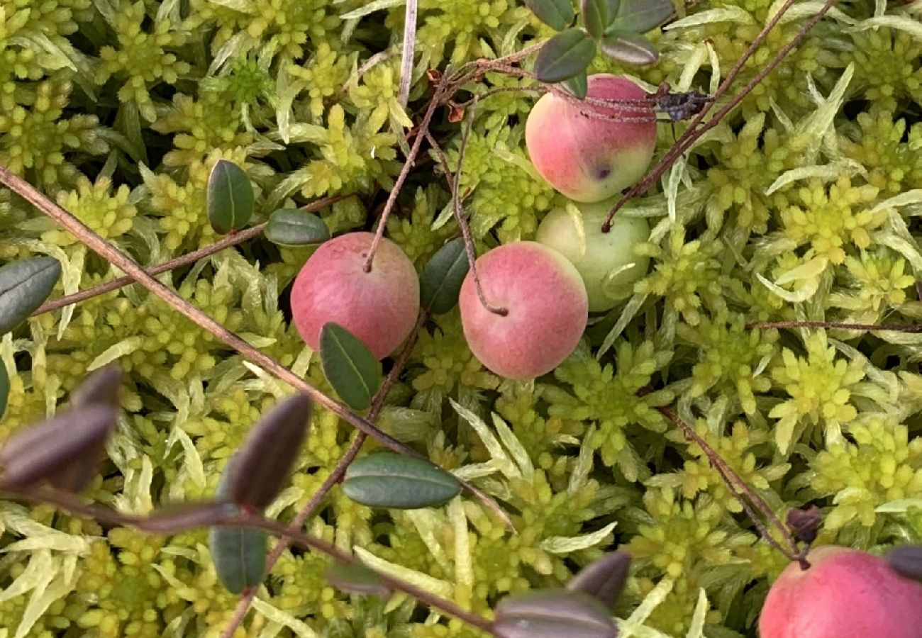 Stuga i Nattavaaraby - I vildmarken nära sjö och vacker natur (utan el, vatten, badrum)