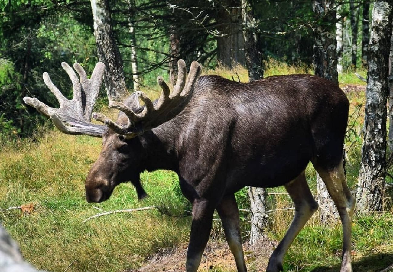 Stuga i Anneberg - Rödvit stuga på småländska höglandet