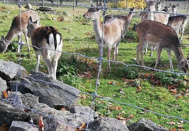 Stuga i Tyringe - Rollerbü viltpark Stuga i Tyringe - Rollerbü viltpark